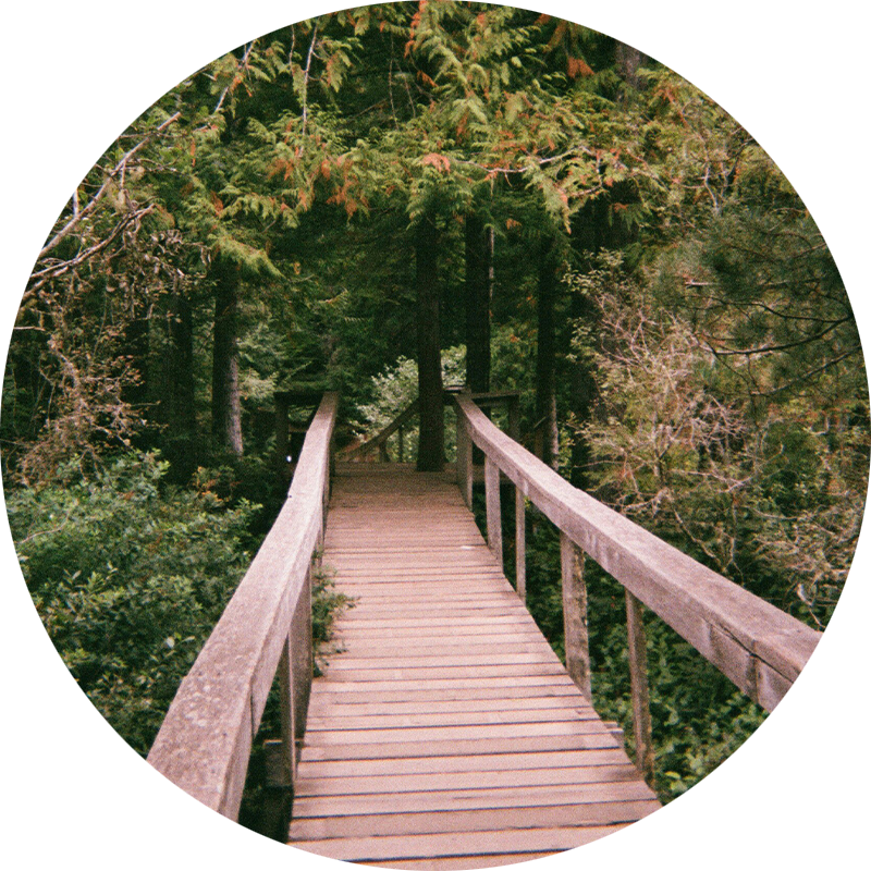 Photo of a wooden bridge leading into a serene forest.